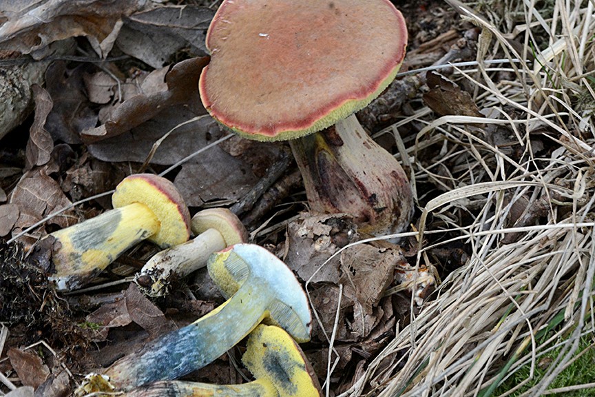 Sump-Rørhat (Xerocomellus ripariellus)