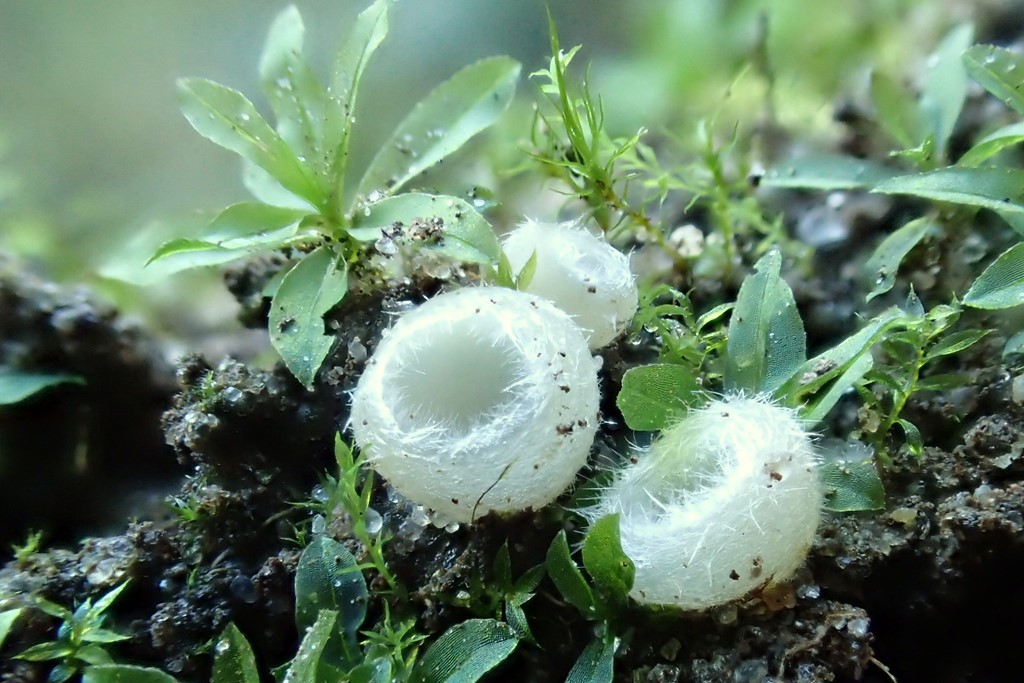 Smuk Hvidbæger (Leucoscypha leucotricha)