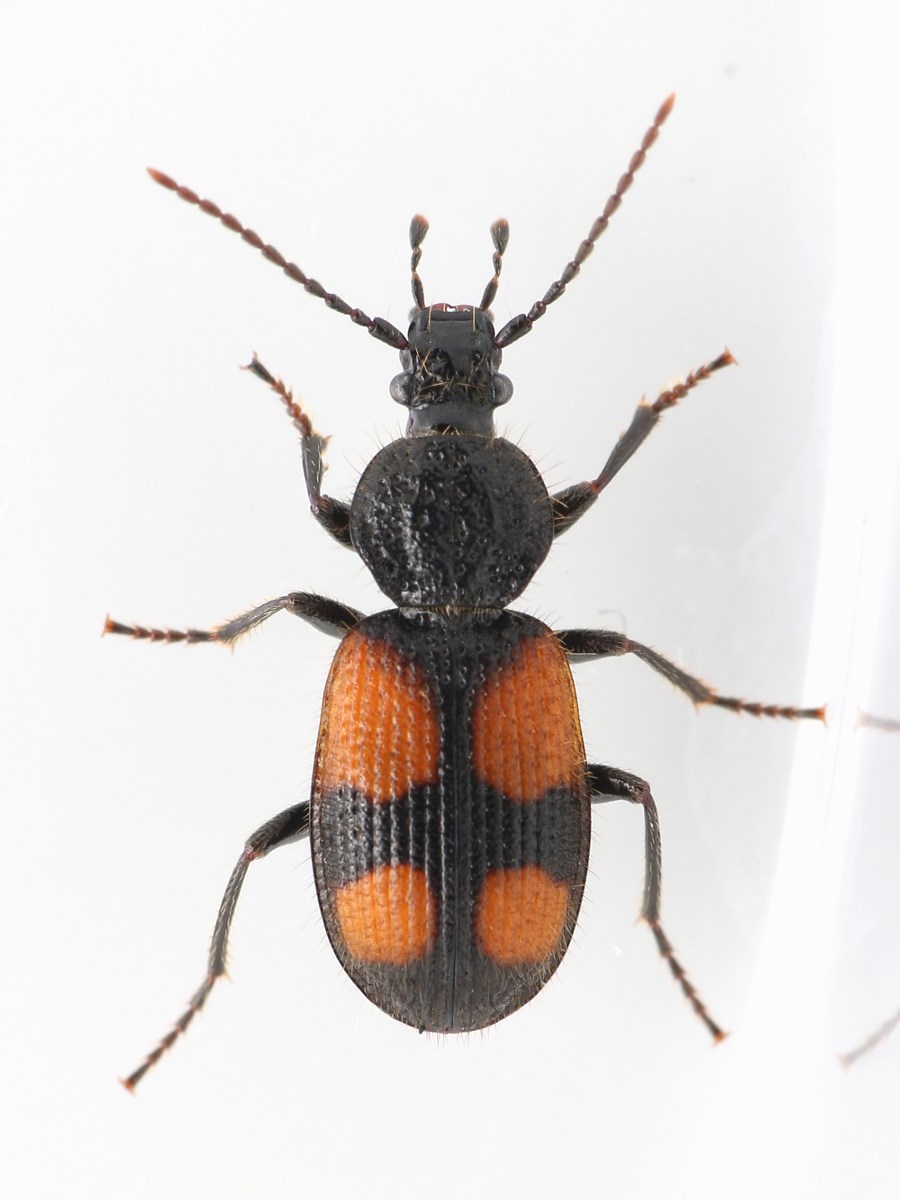 Lille Korsløber (Panagaeus bipustulatus)