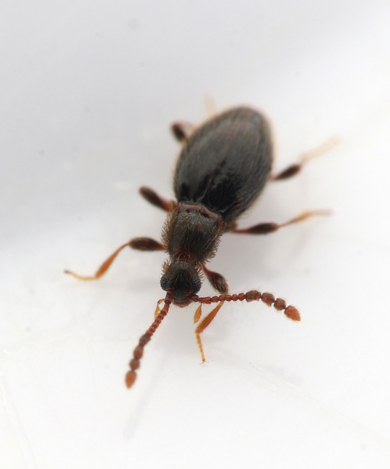 Euconnus denticornis (Euconnus denticornis)