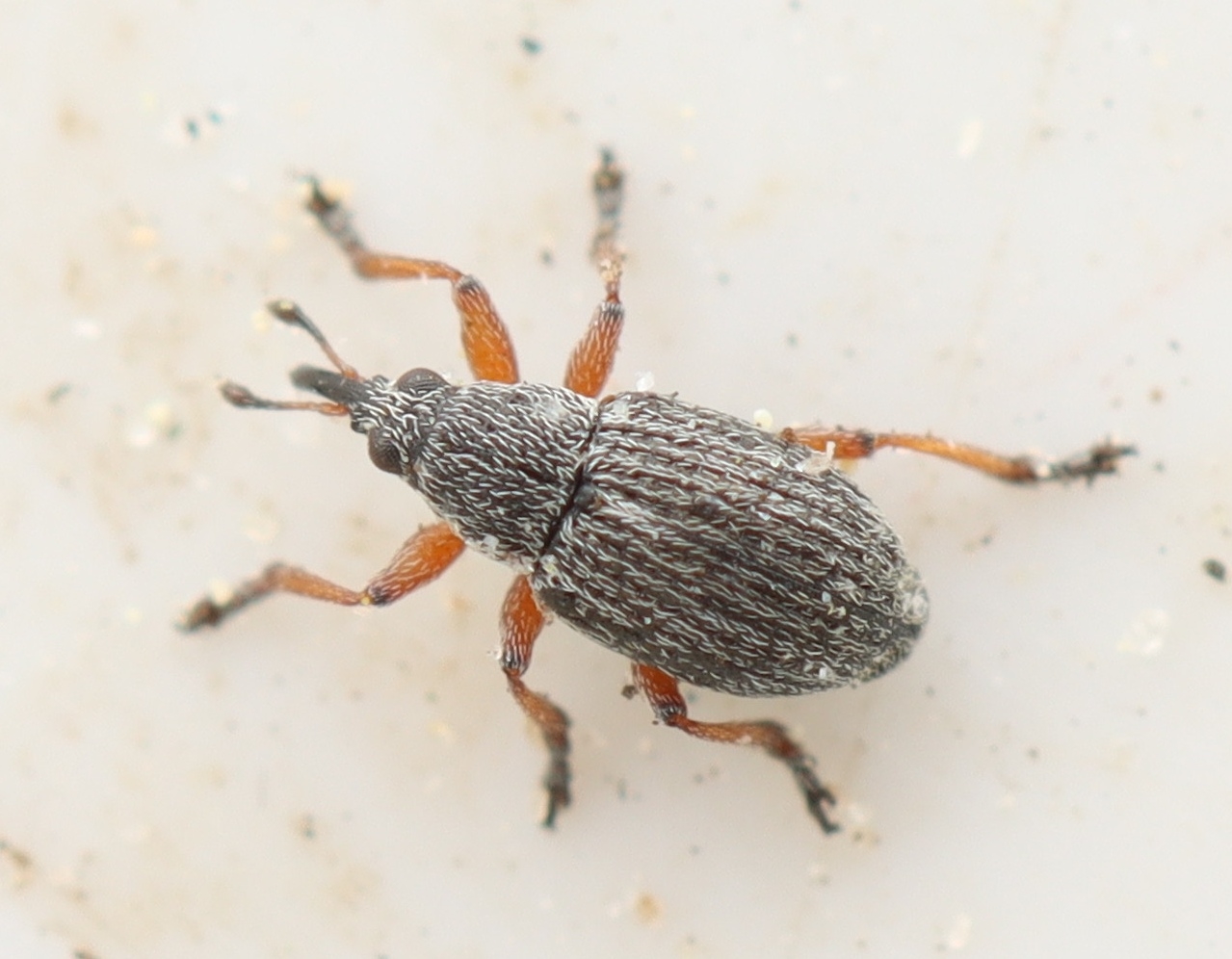 Apion difficile (Apion difficile)