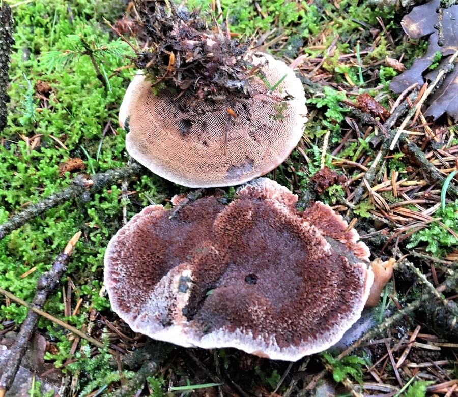 Rust-Korkpigsvamp (Hydnellum ferrugineum)