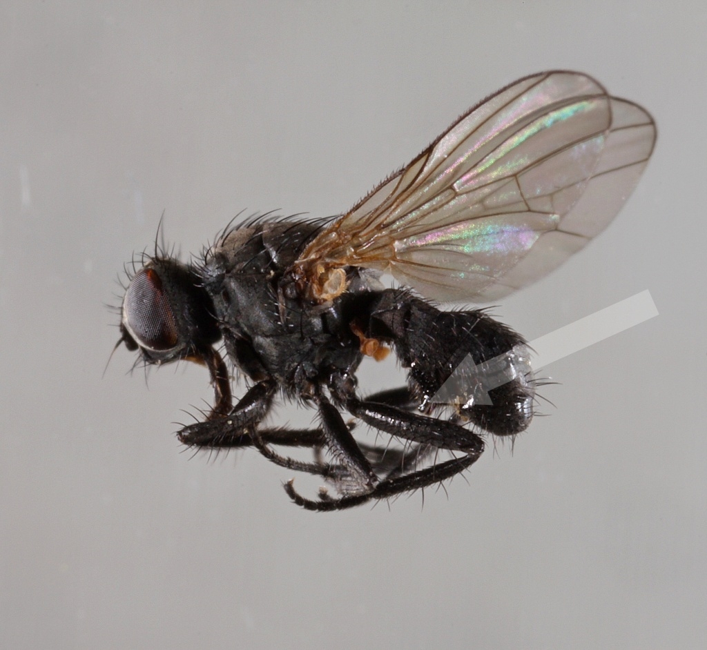 Chiastocheta dentifera (Chiastocheta dentifera)