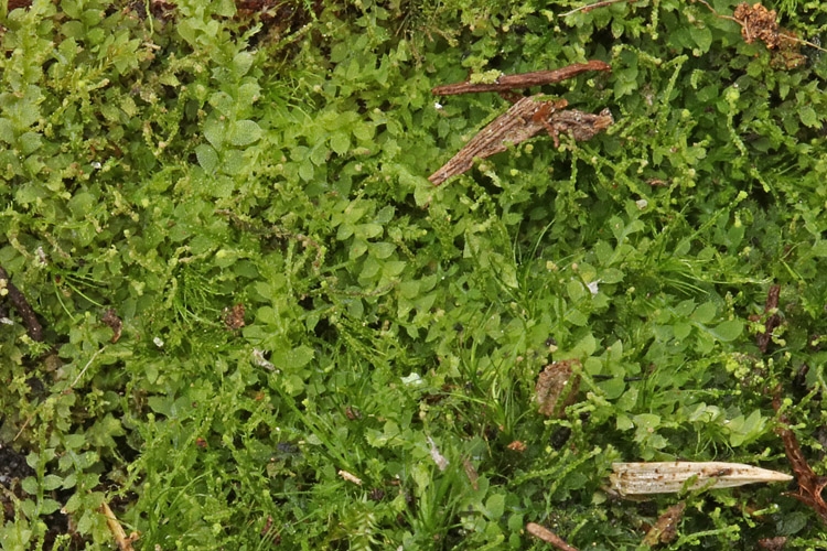 Liden Sækmos (Calypogeia arguta)
