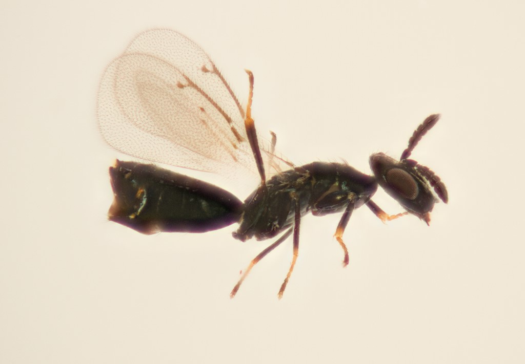 Macroglenes bouceki (Macroglenes bouceki)