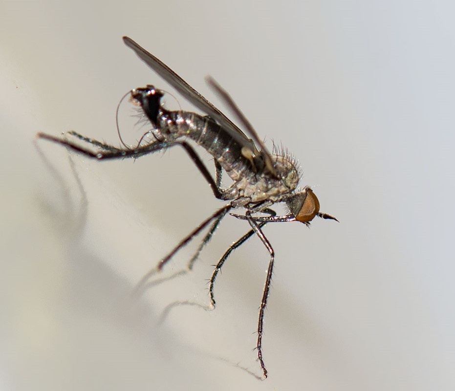 Empis acinerea (Empis acinerea)