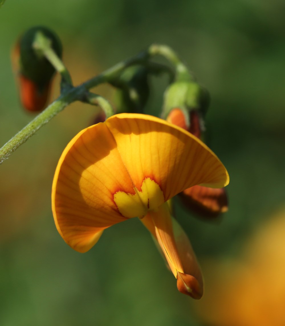 Orange Blærebælg (Colutea x media)