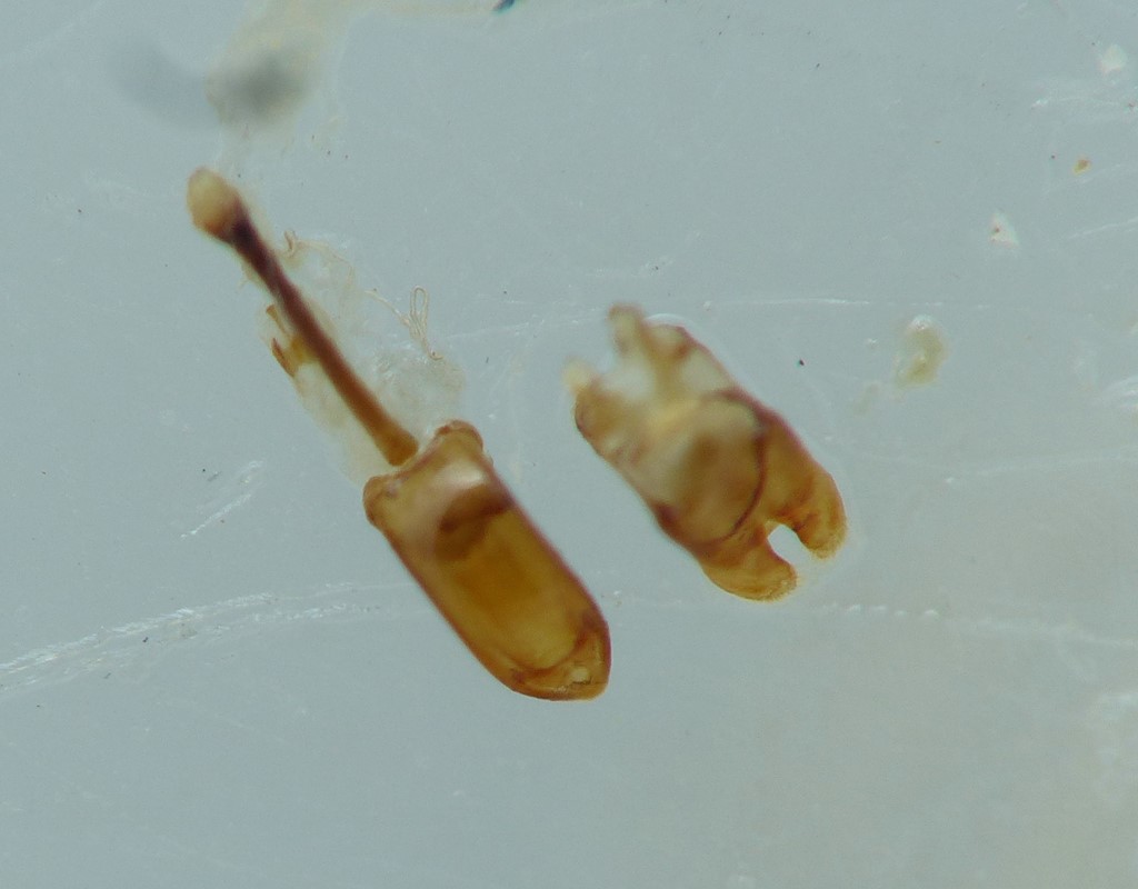 Meligethes difficilis (Meligethes difficilis)