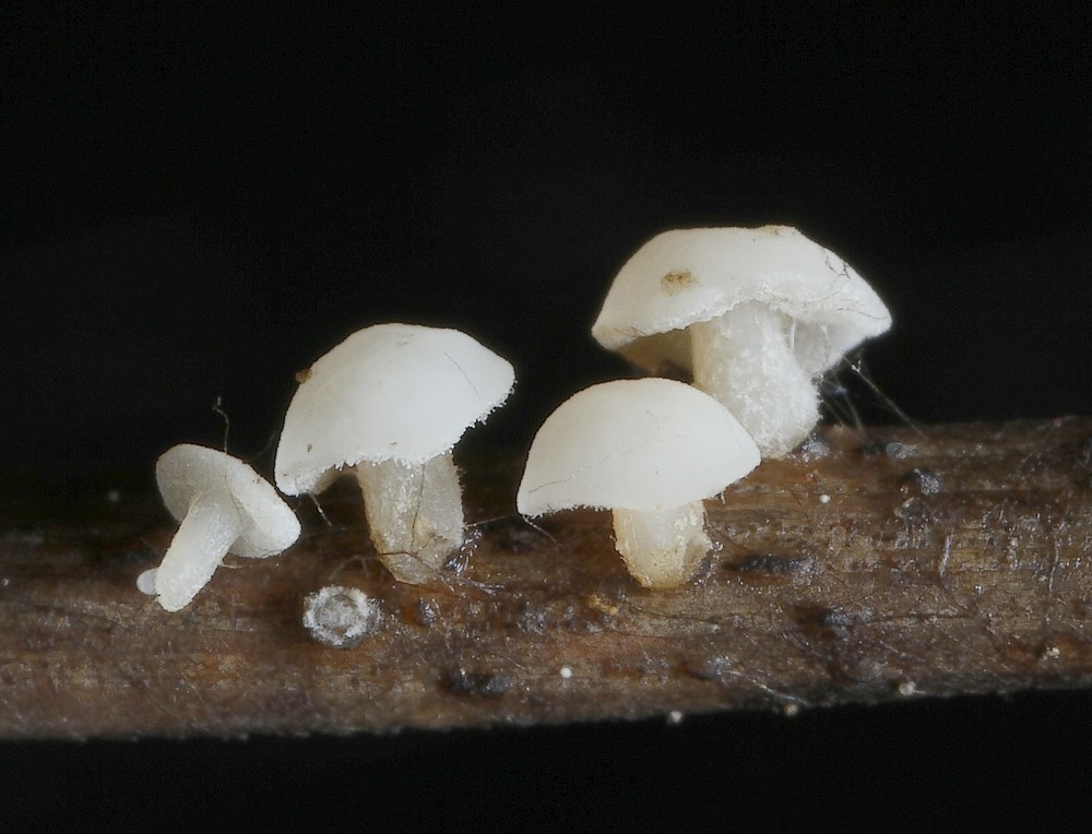 Hymenoscyphus subtilis (Hymenoscyphus subtilis)