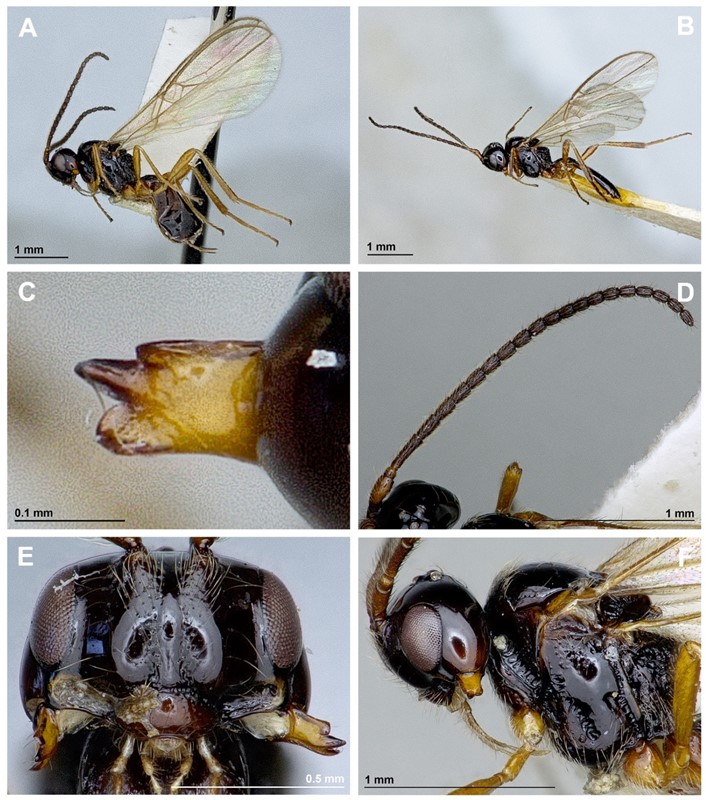 Aspilota grandis (Aspilota grandis)