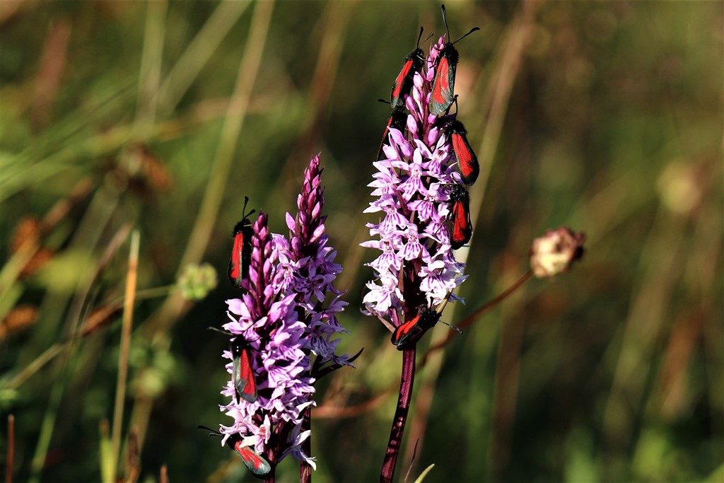 Timiankøllesværmer (Zygaena purpuralis)