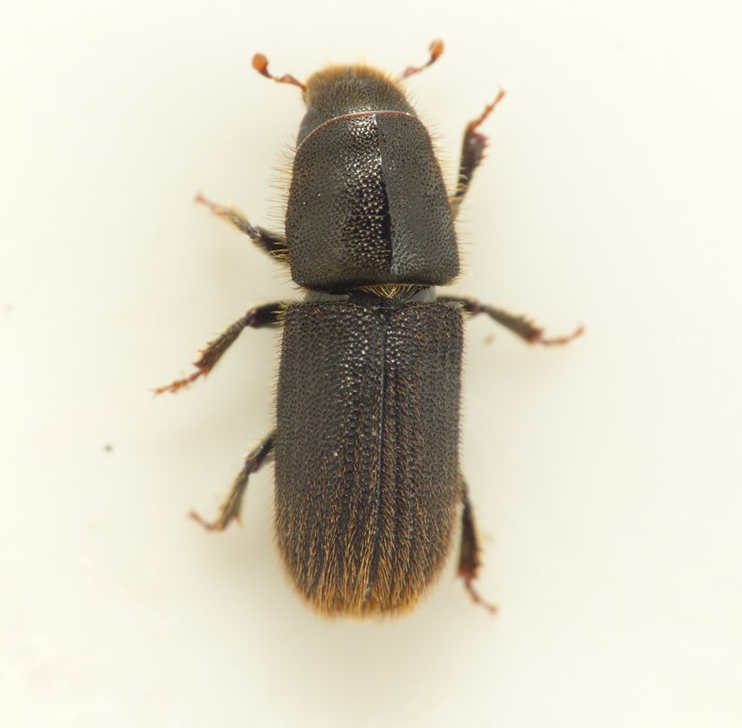 Hylurgus ligniperda (Hylurgus ligniperda)