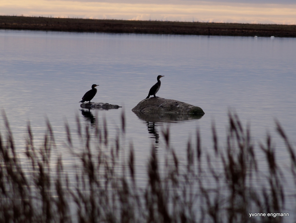 Skarv (Phalacrocorax carbo)