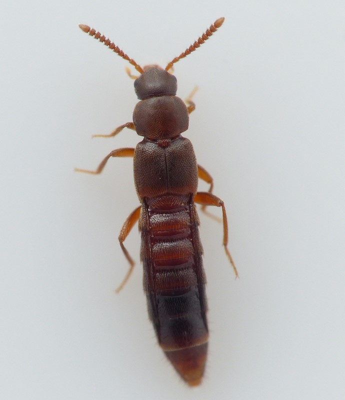 Leptusa pulchella (Leptusa pulchella)