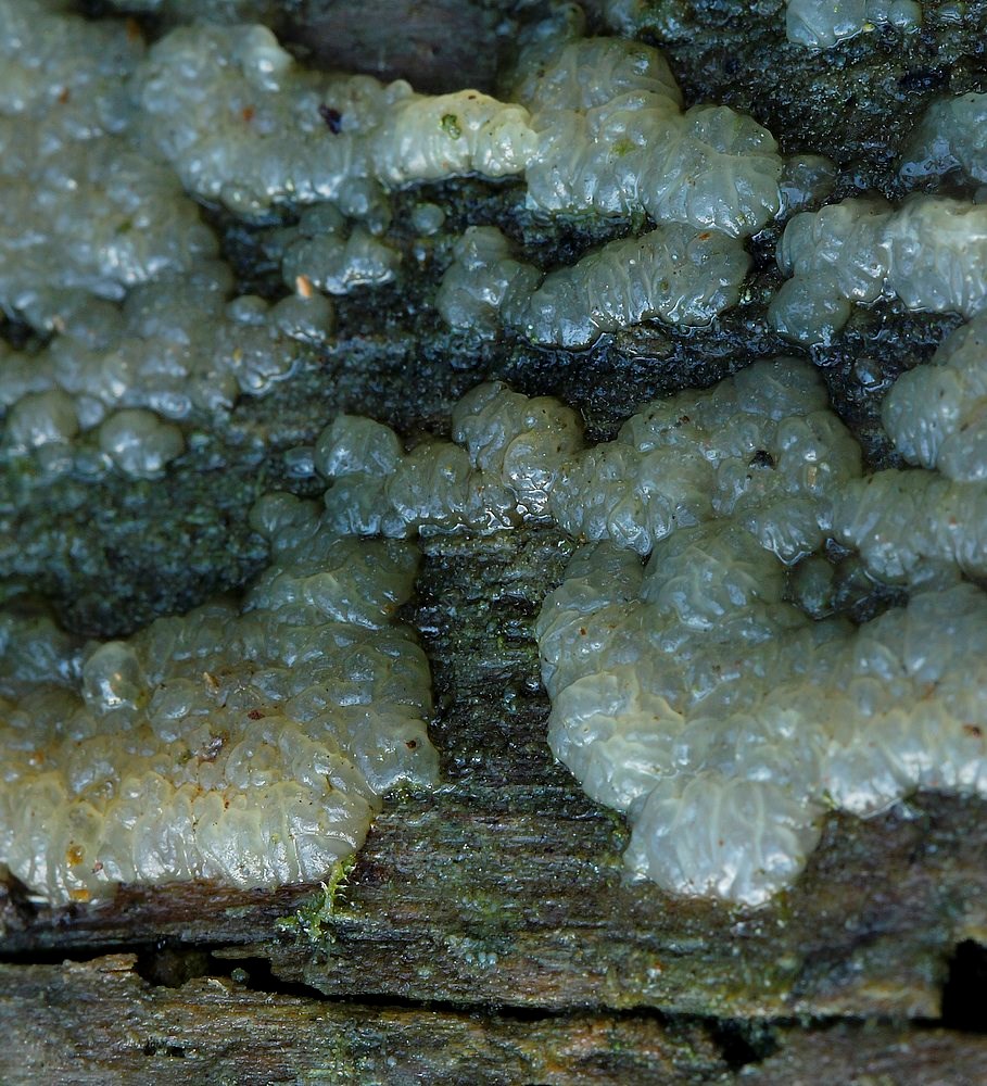 Navle-Tåresvamp (Dacrymyces macnabbii)