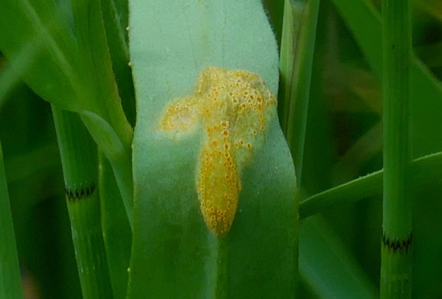 Puccinia magnusiana (Puccinia magnusiana)