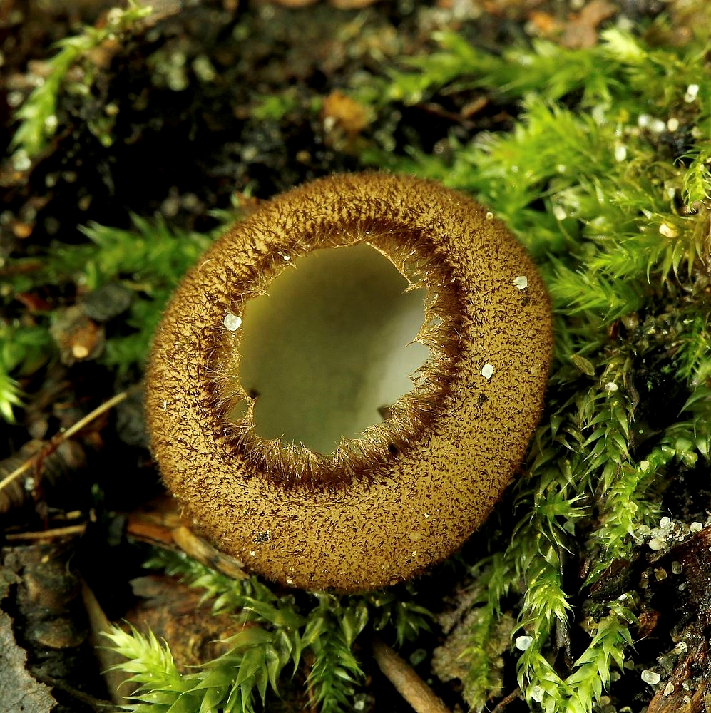 Halvkugleformet Børstebæger (Humaria hemisphaerica)