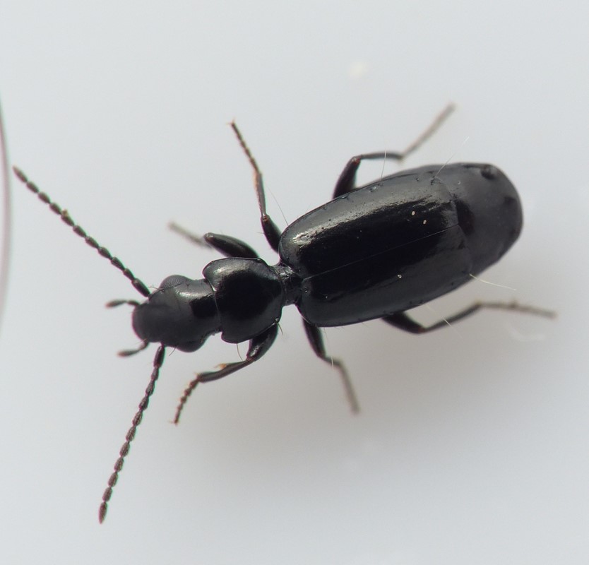 Smal Stumpløber (Microlestes minutulus)