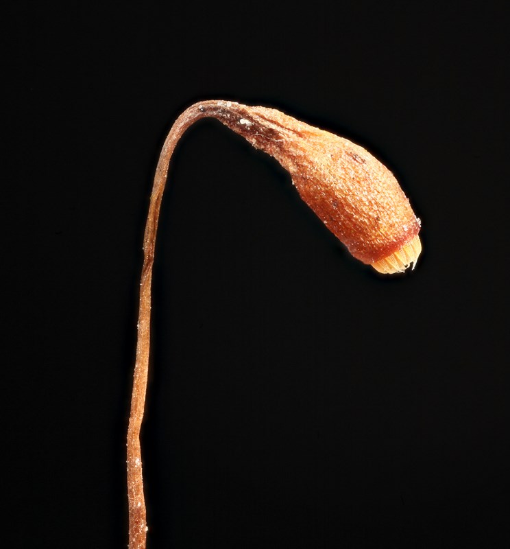 Smalhåret Bryum (Bryum archangelicum)