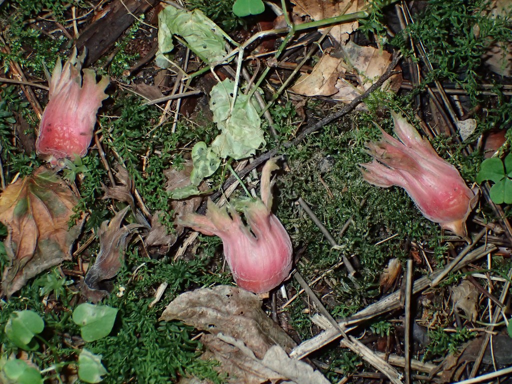 Storfrugtet Hassel (Corylus maxima)