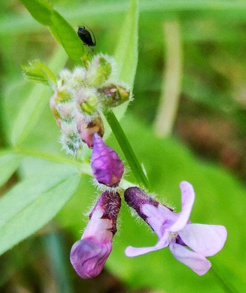 Gærde-Vikke (Vicia sepium)