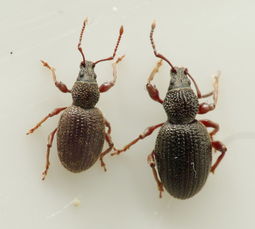 Otiorhynchus desertus (Otiorhynchus desertus)