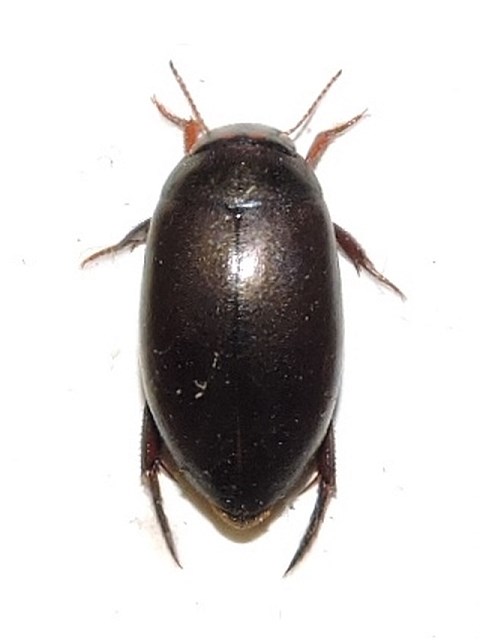 Ilybius angustior (Ilybius angustior)