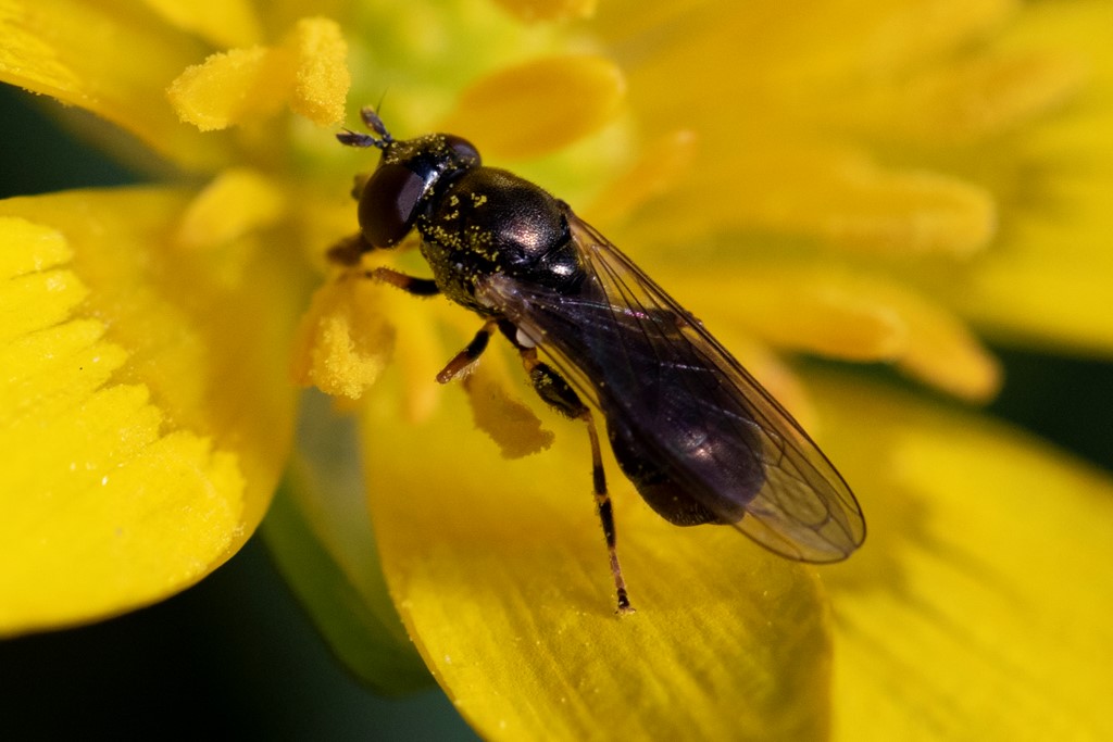 Korthornet Køllesvirreflue (Neoascia geniculata)
