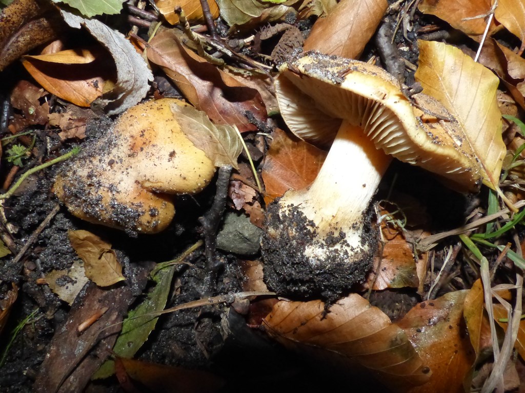 Cortinarius xanthoochraceus (Cortinarius xanthoochraceus)