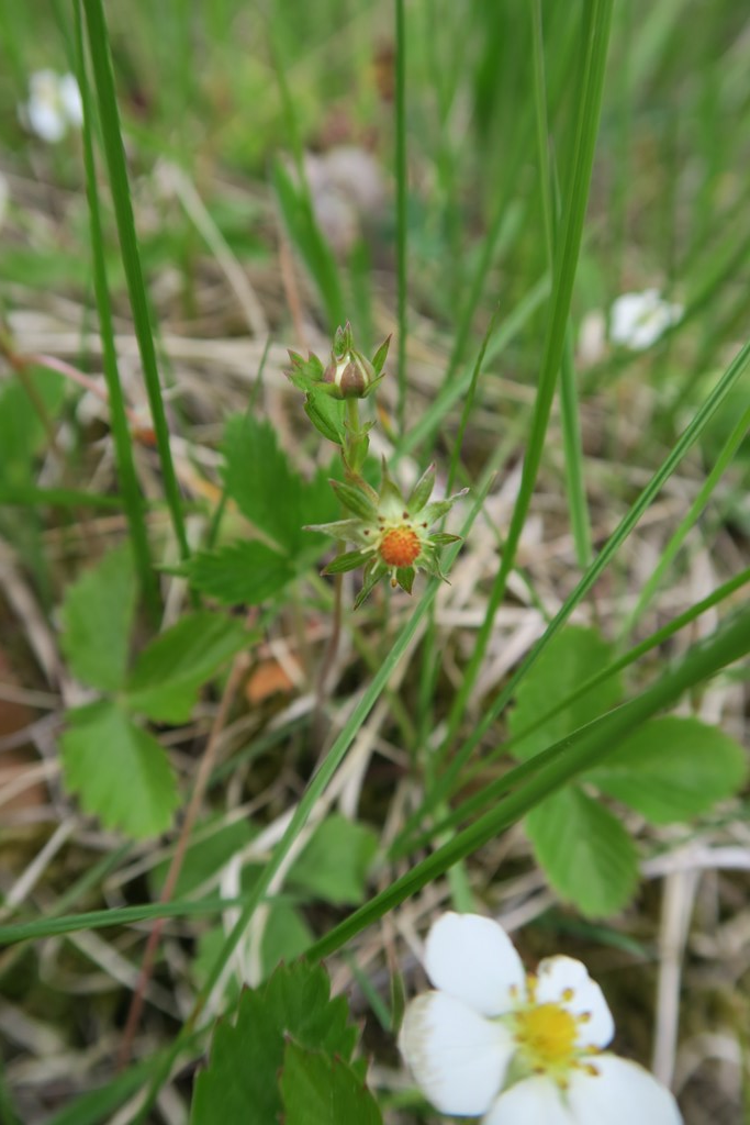 Fragaria vesca x viridis (Fragaria vesca x viridis)