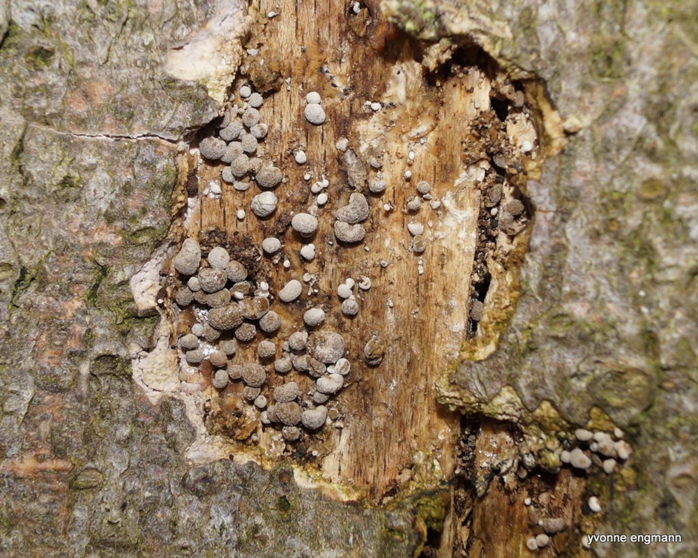 Pudderkølle (Phleogena faginea)