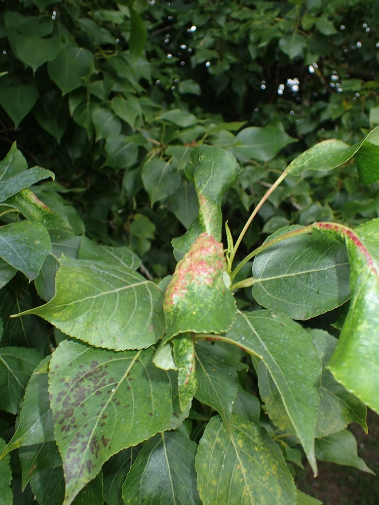 Ranunkelrodlus (Thecabius affinis)