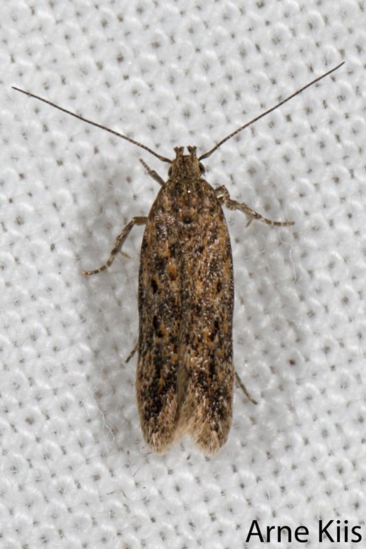 Scrobipalpa sp. (Scrobipalpa sp.)