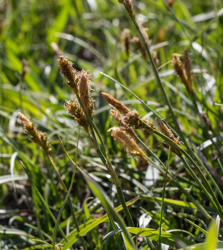 Vår-Star (Carex caryophyllea)