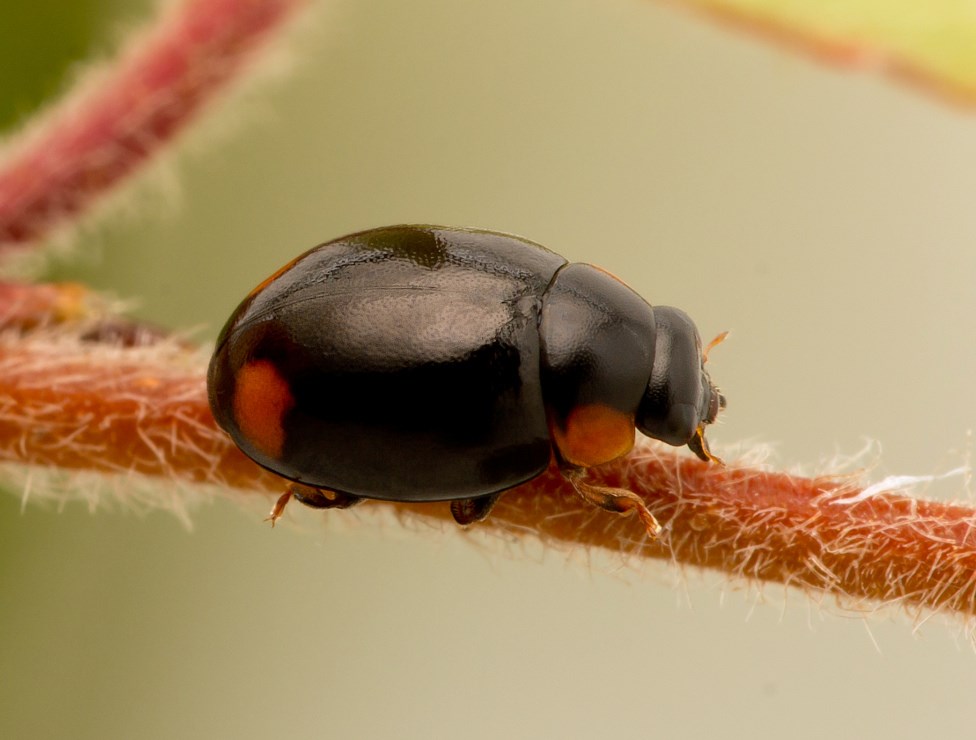 Hyperaspis pseudopustulata (Hyperaspis pseudopustulata)