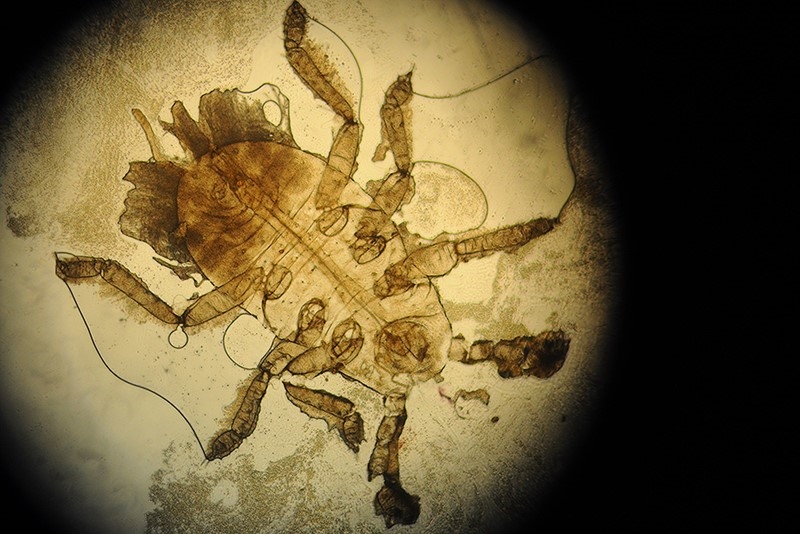 Salatrodlus (Pemphigus bursarius)