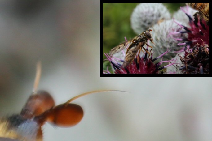 Rødhornet Guldsvirreflue (Ferdinandea ruficornis)