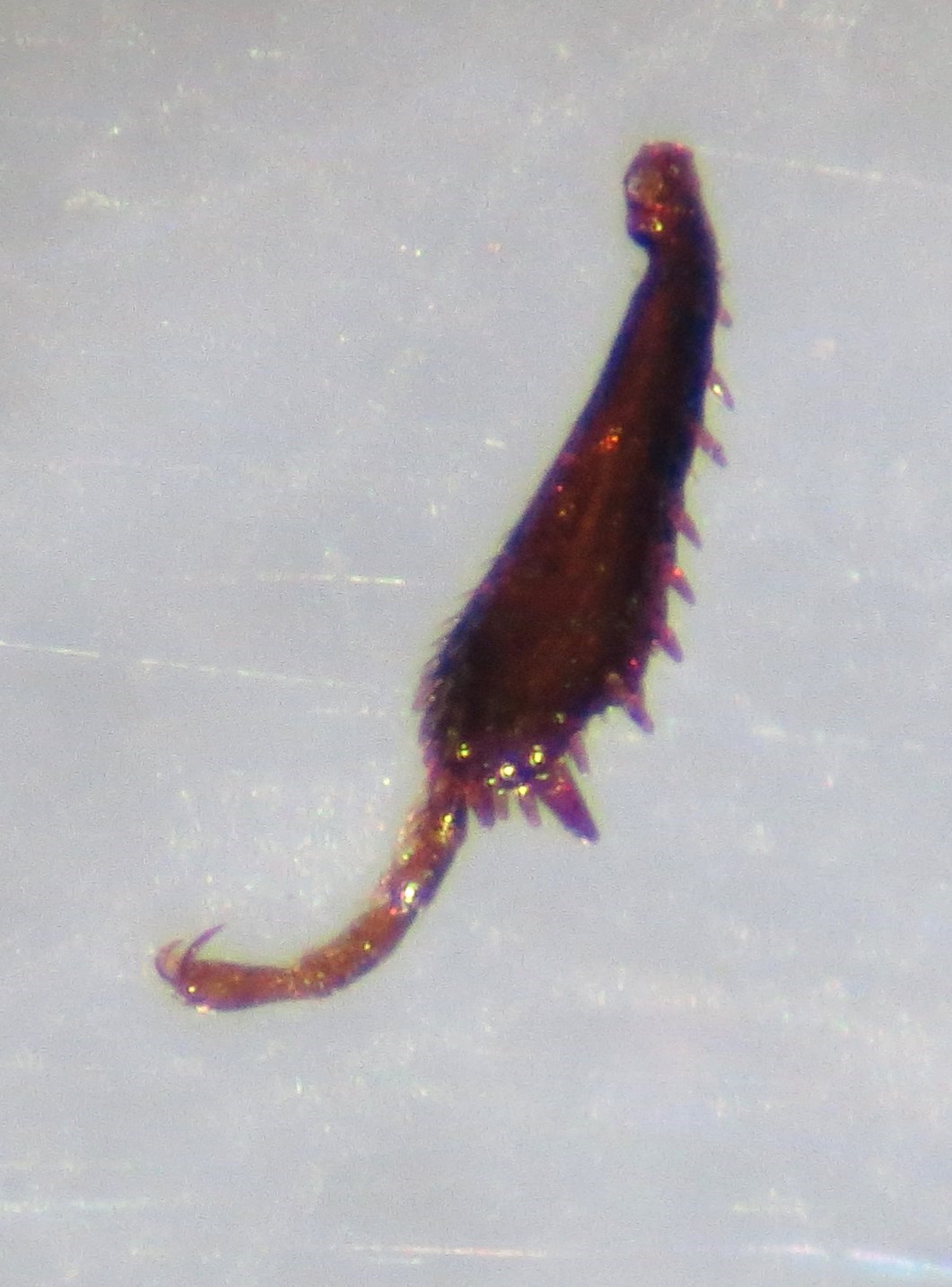 Tangvandkær (Cercyon littoralis)