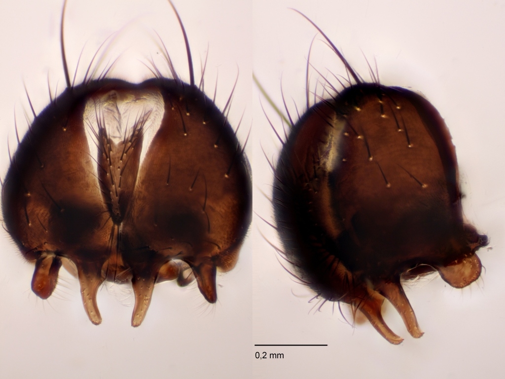 Fannia clara (Fannia clara)