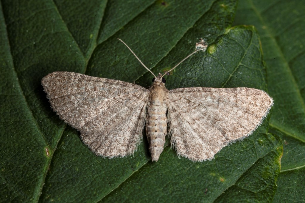 Skjallerdværgmåler (Eupithecia plumbeolata)