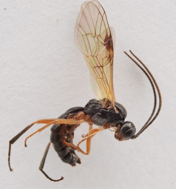 Eridolius gnathoxanthus (Eridolius gnathoxanthus)