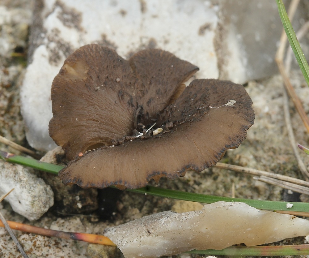 Sørgehat (Melanomphalia nigrescens)