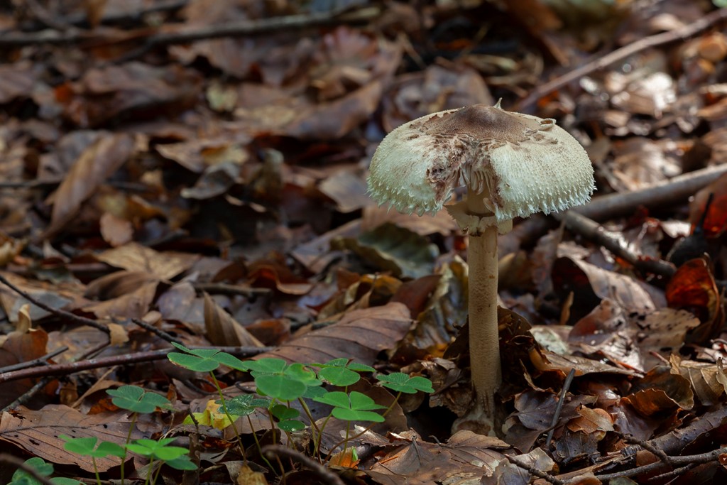 Puklet Kæmpeparasolhat (Macrolepiota mastoidea)