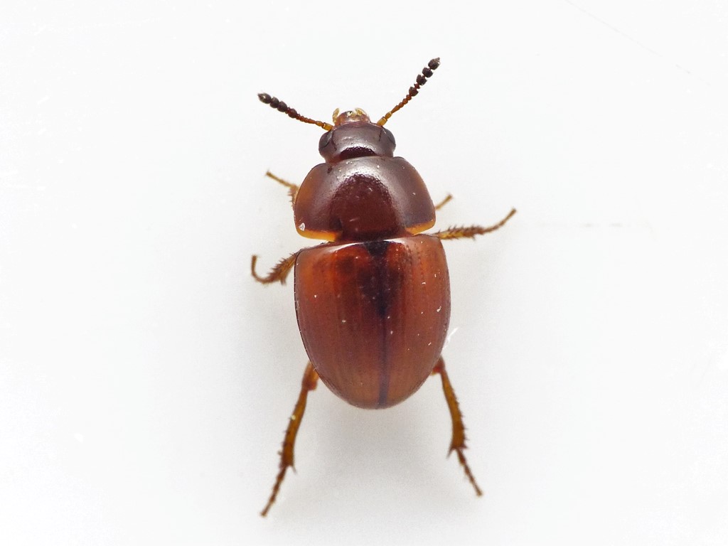 Leiodes rufipennis (Leiodes rufipennis)