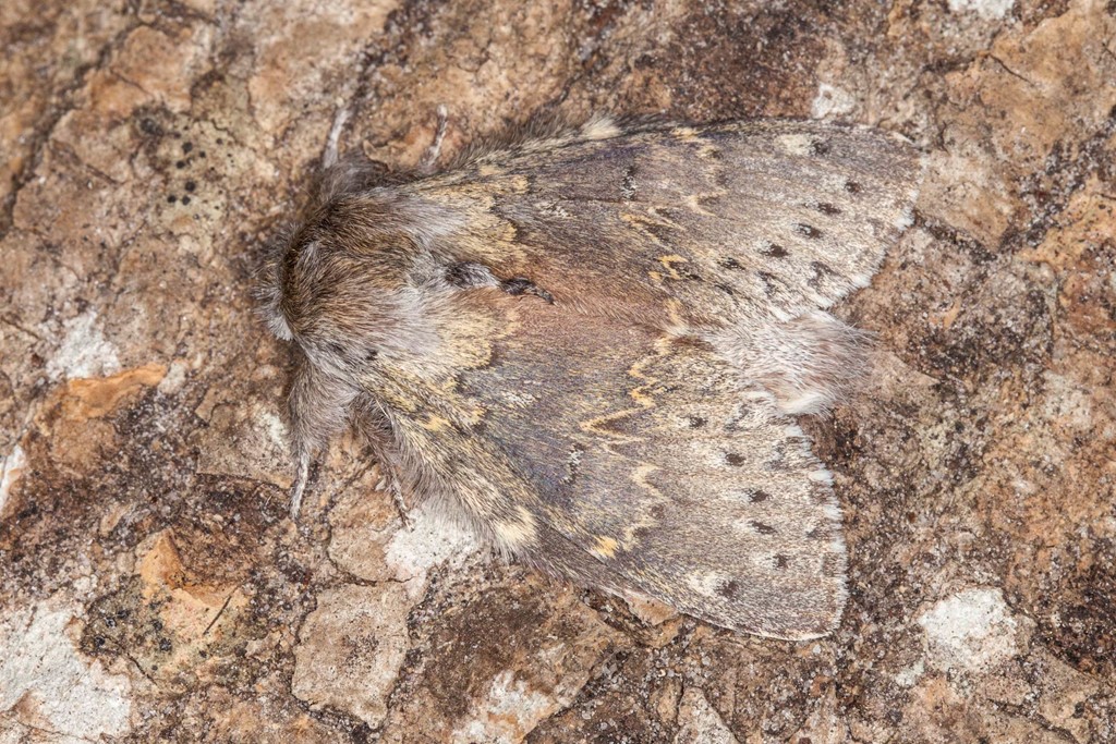 Bøgespinder (Stauropus fagi)