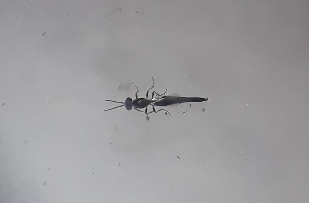 Platygaster phragmitiphila (Platygaster phragmitiphila)