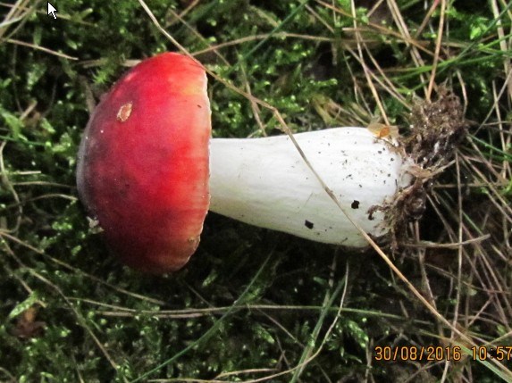 Cinnoberrød Skørhat (Russula pseudointegra)