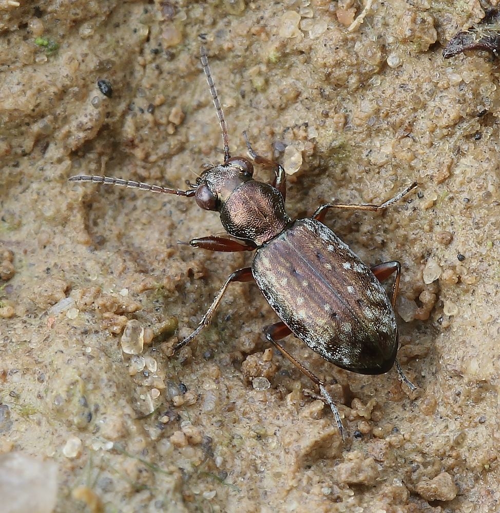 Stor Kobberløber (Asaphidion pallipes)