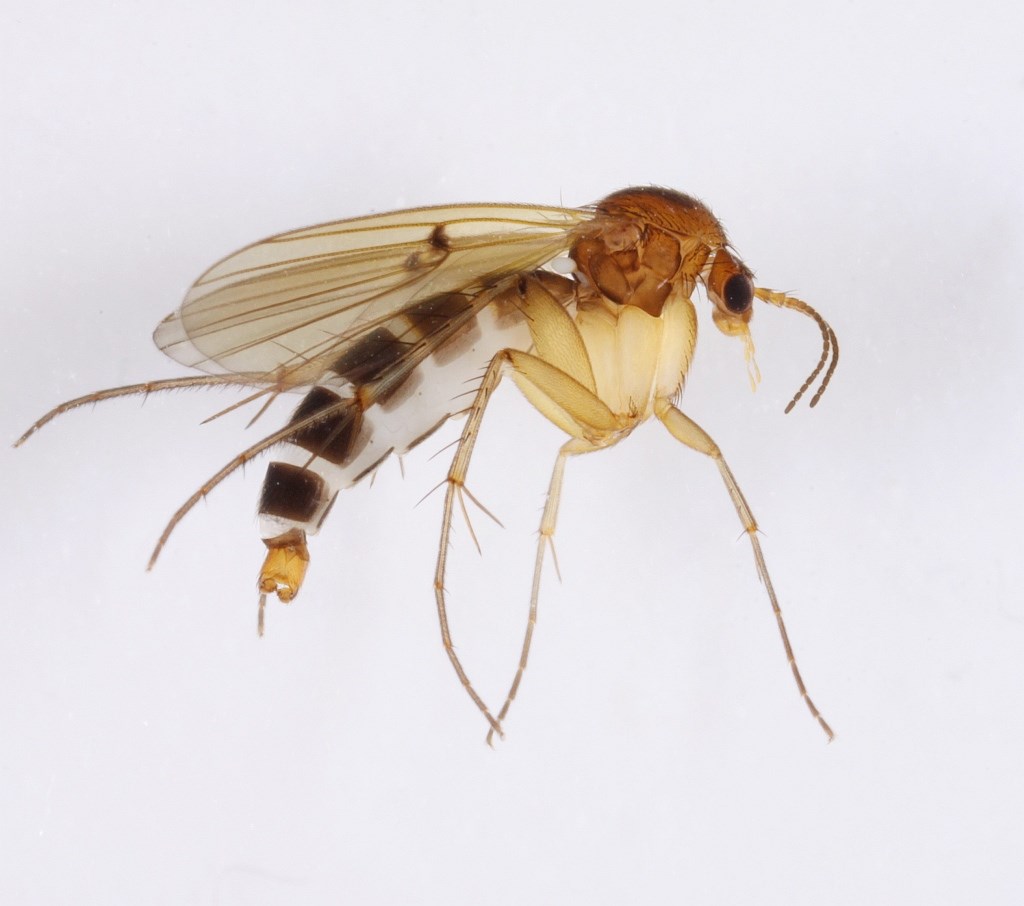 Mycetophila ichneumonea (Mycetophila ichneumonea)