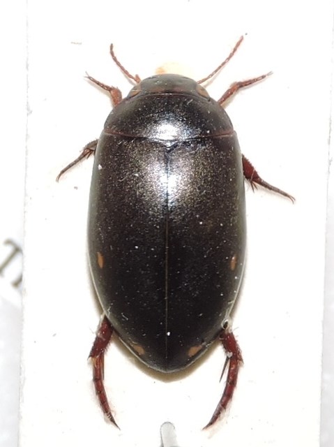 Ilybius crassus (Ilybius crassus)